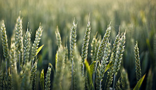 呼死你软件下载